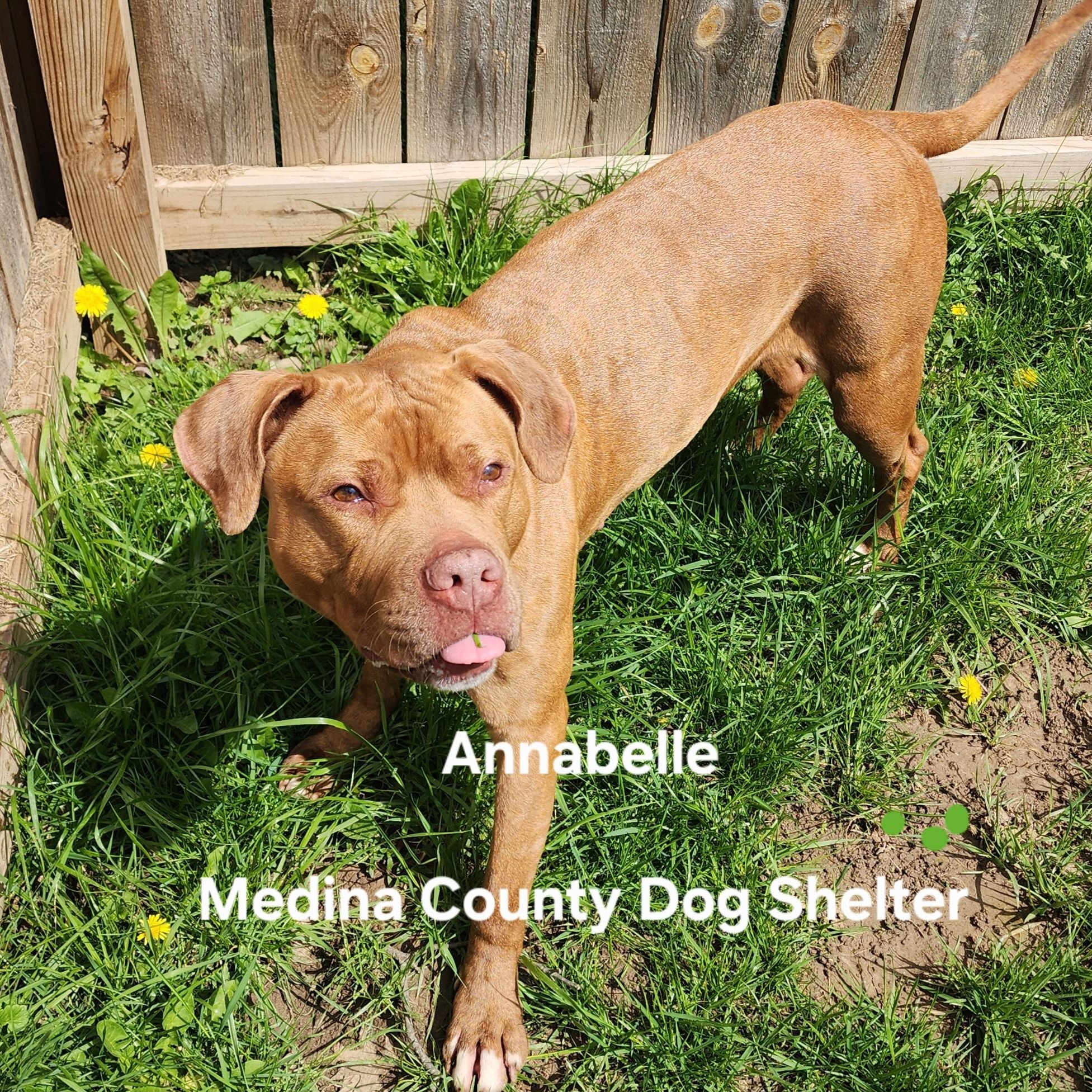 Enlarge Annabell, a Adoptable mixed breed in Medina, OH image 4/5