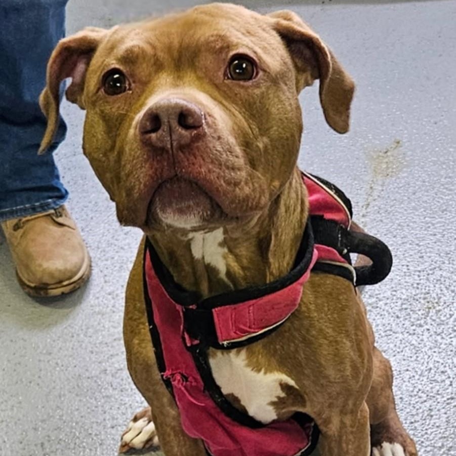 Annabell, Young Female Pit Bull Terrier