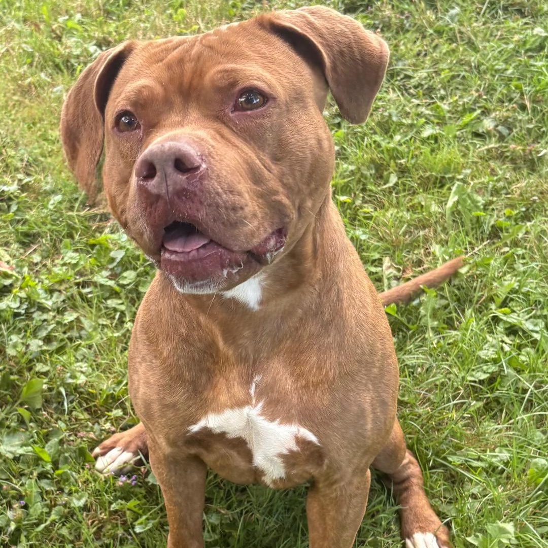 Annabell, a Adoptable mixed breed in Medina, OH image 5/5