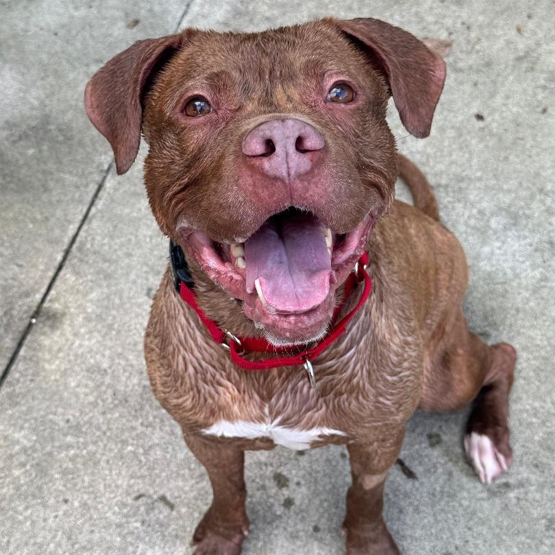 Enlarge Annabelle, a Adoptable mixed breed in Medina, OH image 3/6