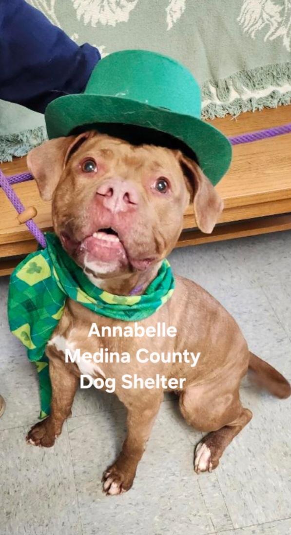 Enlarge Annabell, a Adoptable mixed breed in Medina, OH image 1/6