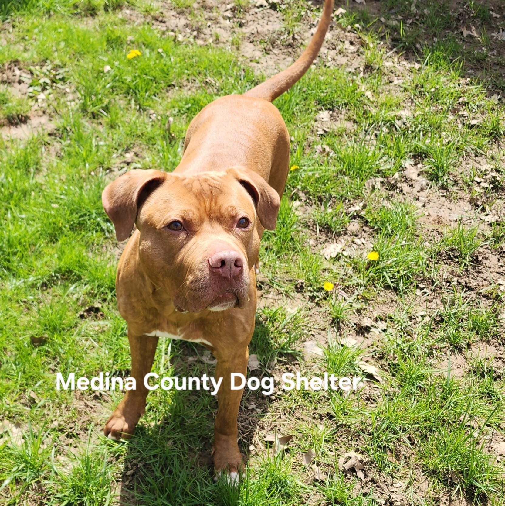 Enlarge Annabell, a Adoptable mixed breed in Medina, OH image 3/5
