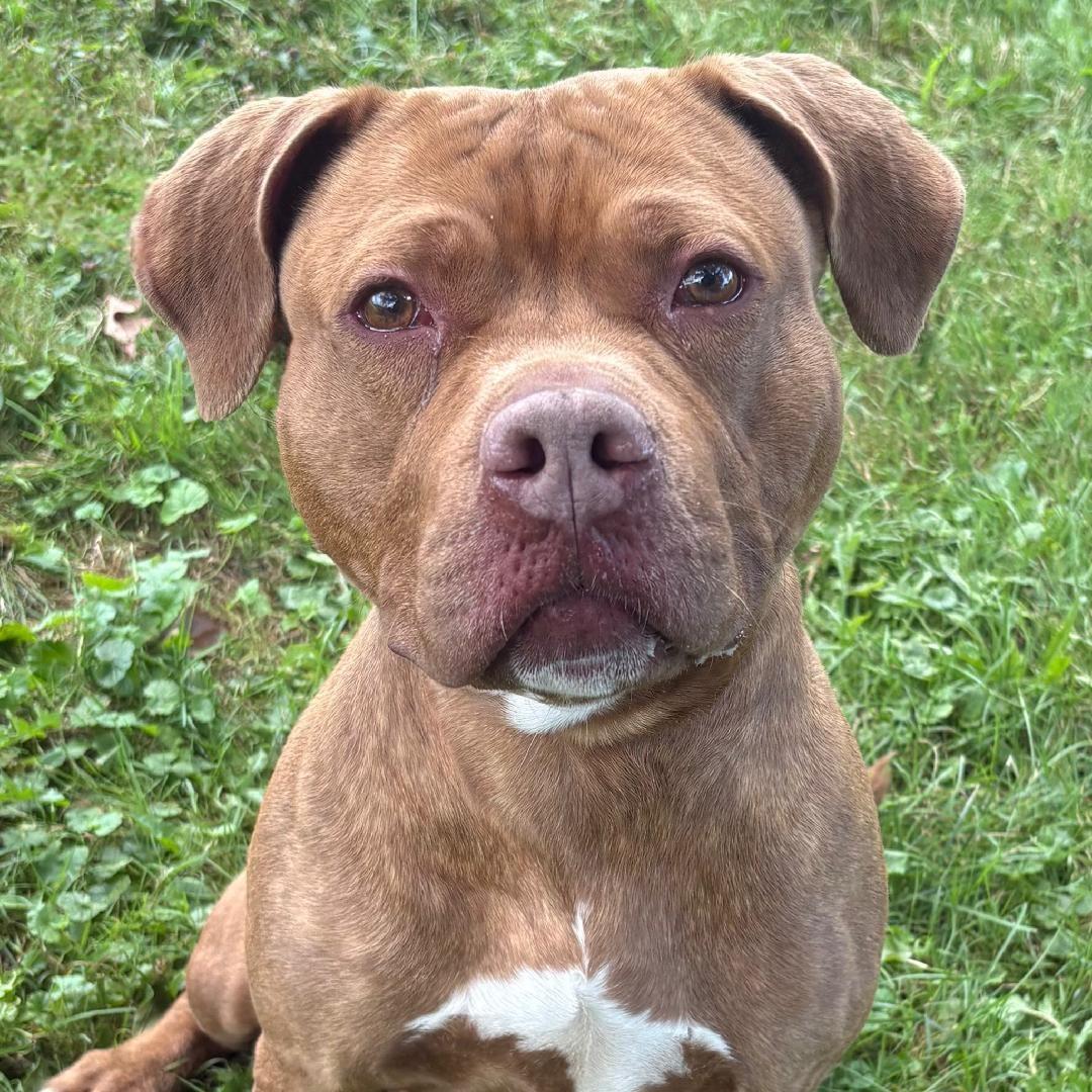 Annabell, a Adoptable mixed breed in Medina, OH image 2/5