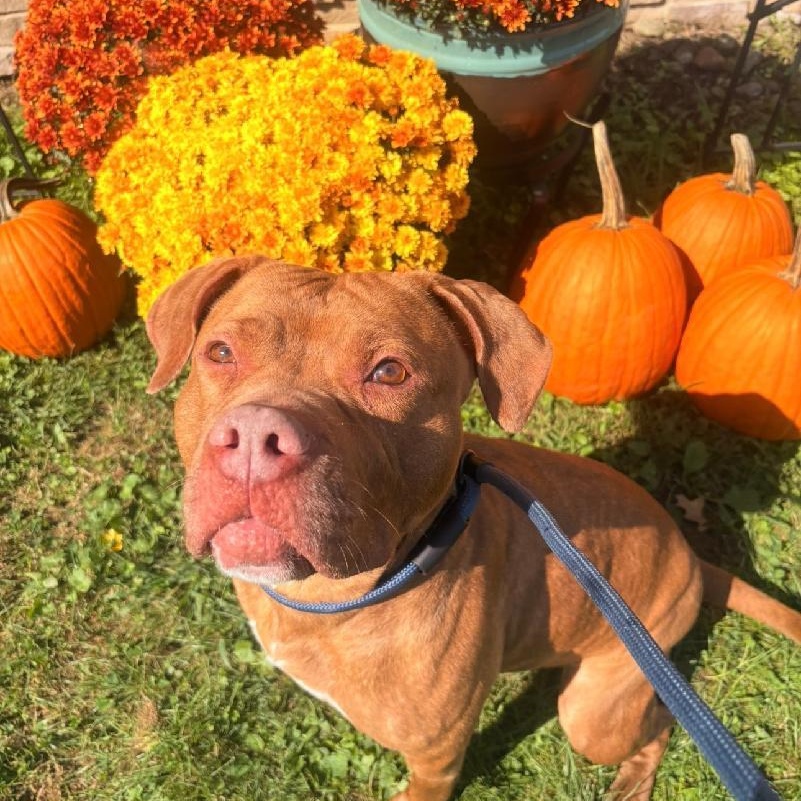 Enlarge Annabelle, a Adoptable mixed breed in Medina, OH image 1/6