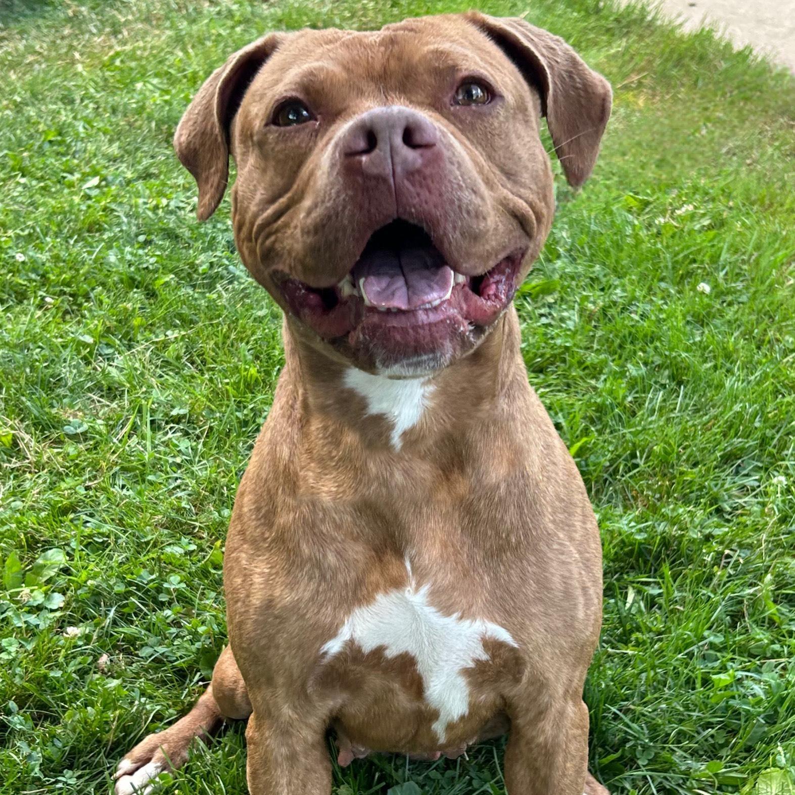 Annabell, a Adoptable mixed breed in Medina, OH image 3/5