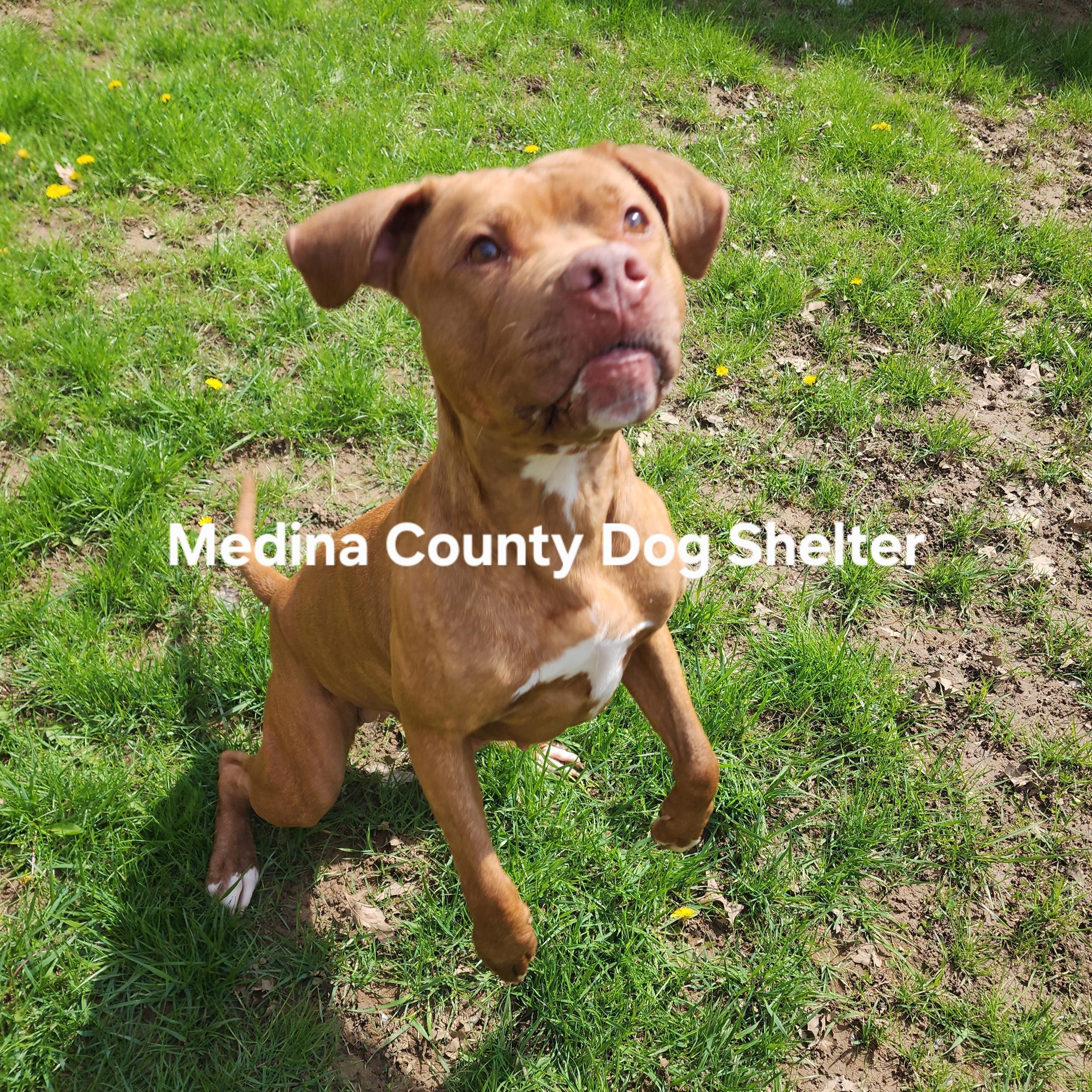 Enlarge Annabell, a Adoptable mixed breed in Medina, OH image 2/5