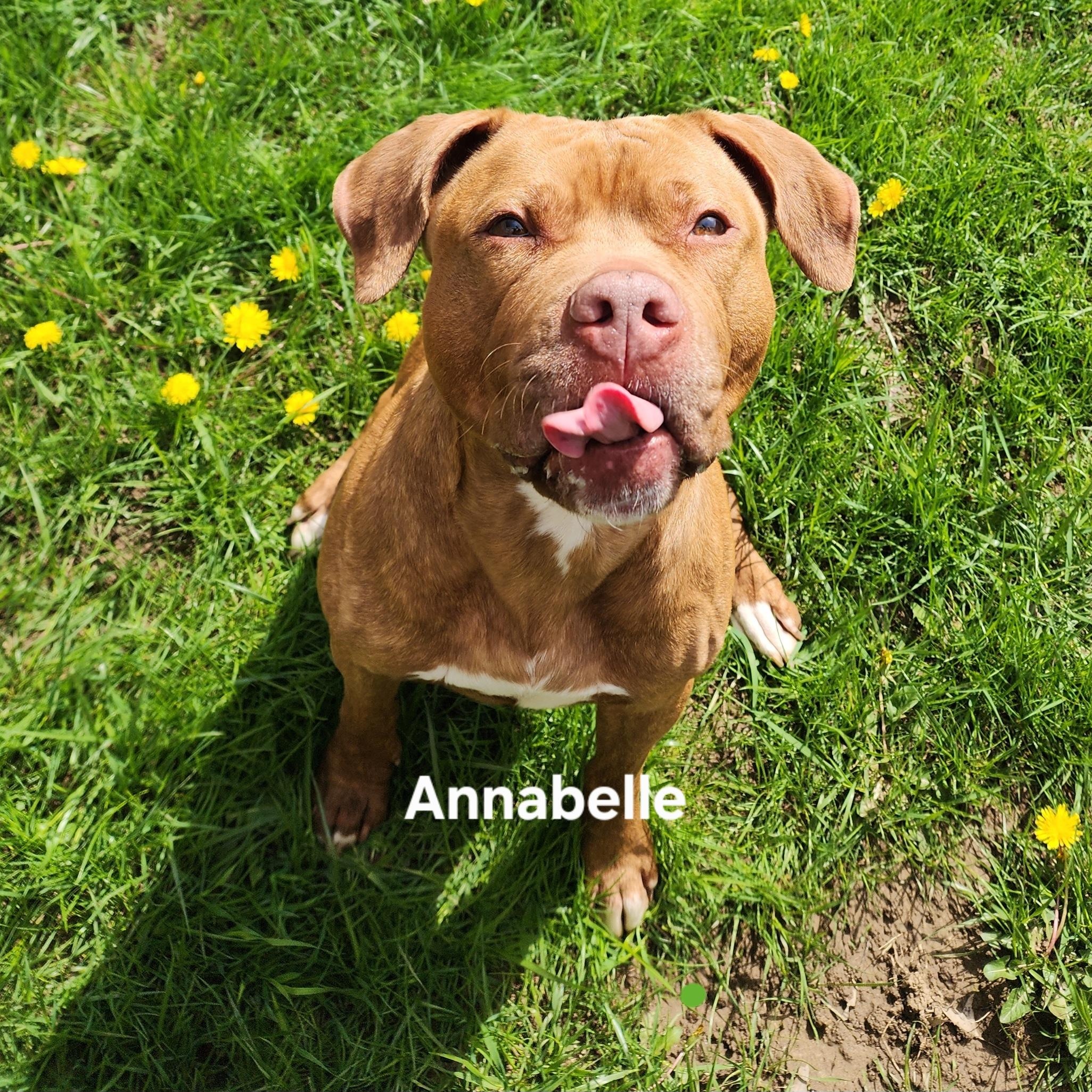 Annabell, Adoptable, Young Female Pit Bull Terrier.