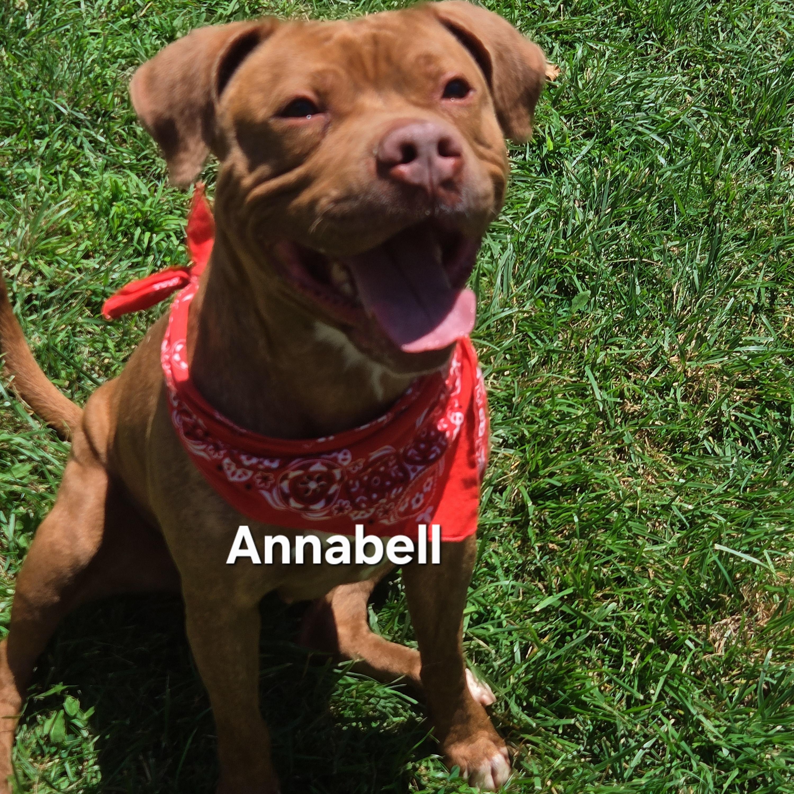 Enlarge Annabell, a Adoptable mixed breed in Medina, OH image 1/4