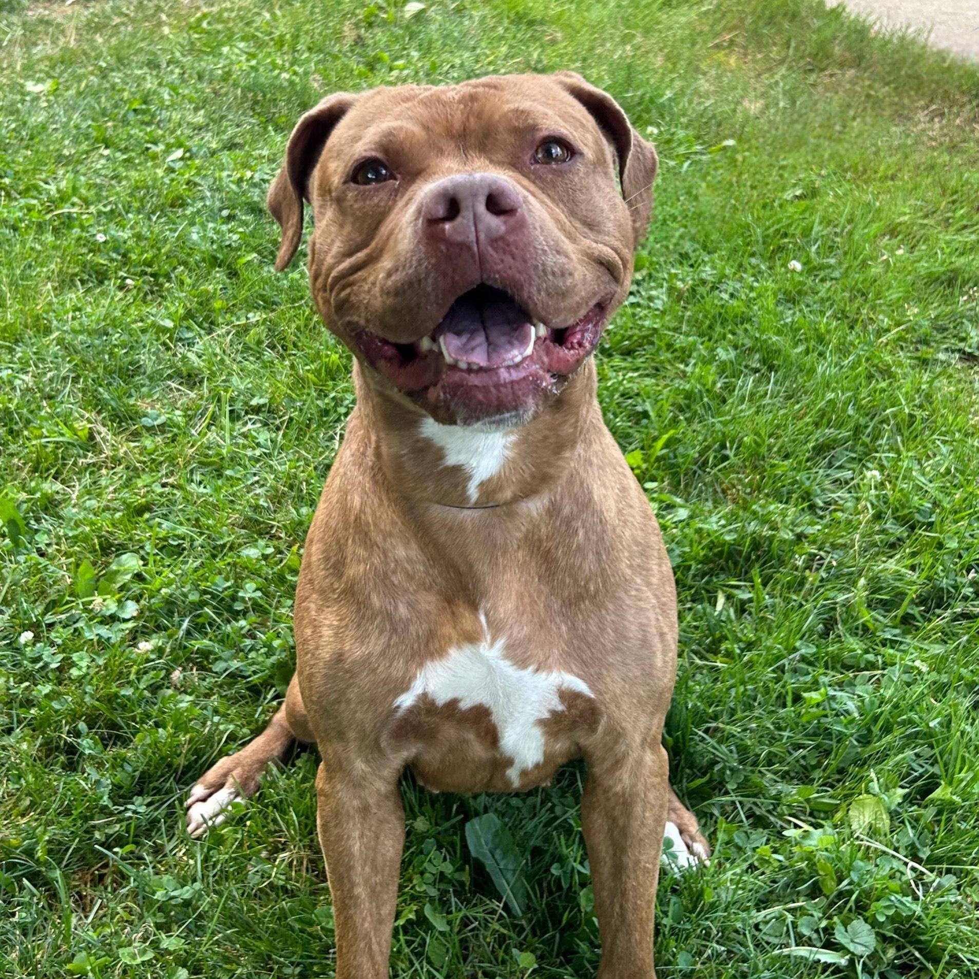 Annabell, a Adoptable mixed breed in Medina, OH image 4/5