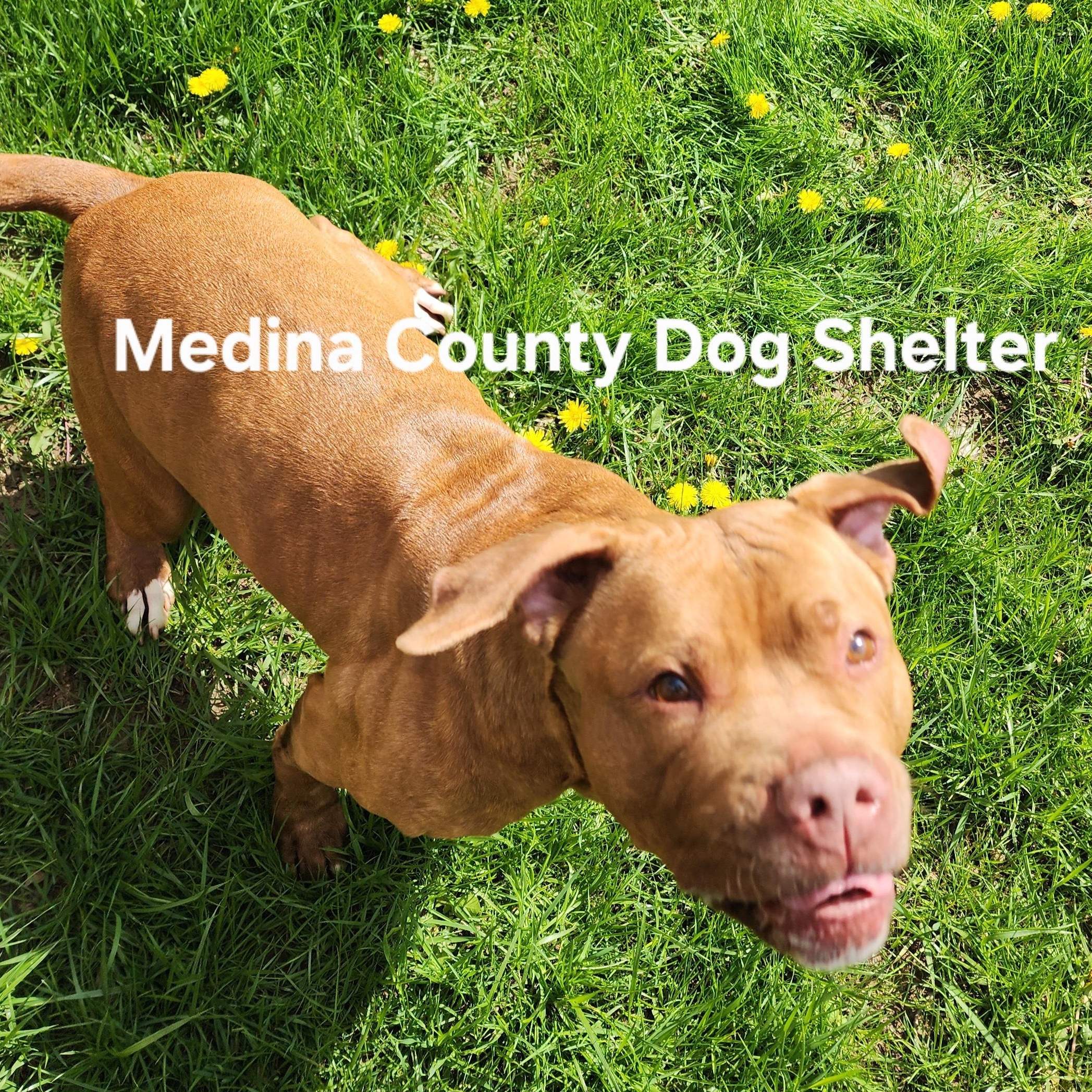 Enlarge Annabell, a Adoptable mixed breed in Medina, OH image 5/5