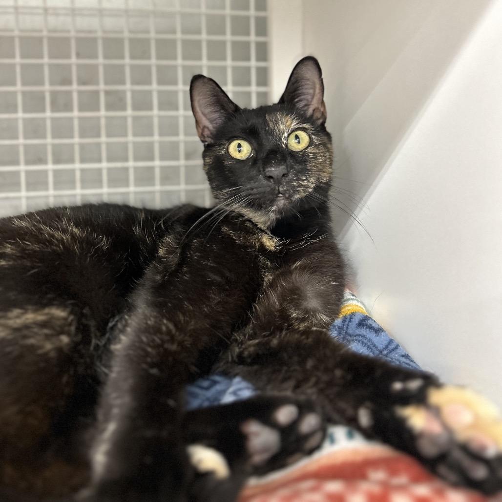 Torrid, Adoptable, Adult Female Domestic Short Hair.
