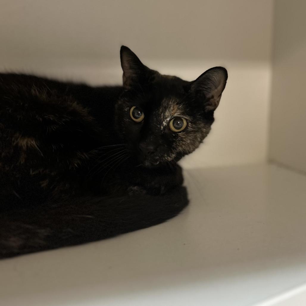 Enlarge Torrid, a Adoptable Domestic Short Hair in Troy, IL image 2/2