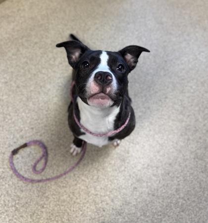 Carol, a Adoptable mixed breed in Harbor Springs, MI image 1/2