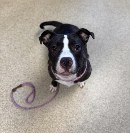 Carol, a Adoptable mixed breed in Harbor Springs, MI image 2/2