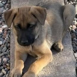 Enlarge Ginger, an adopted Mixed Breed in Chino valley, AZ image 1/1