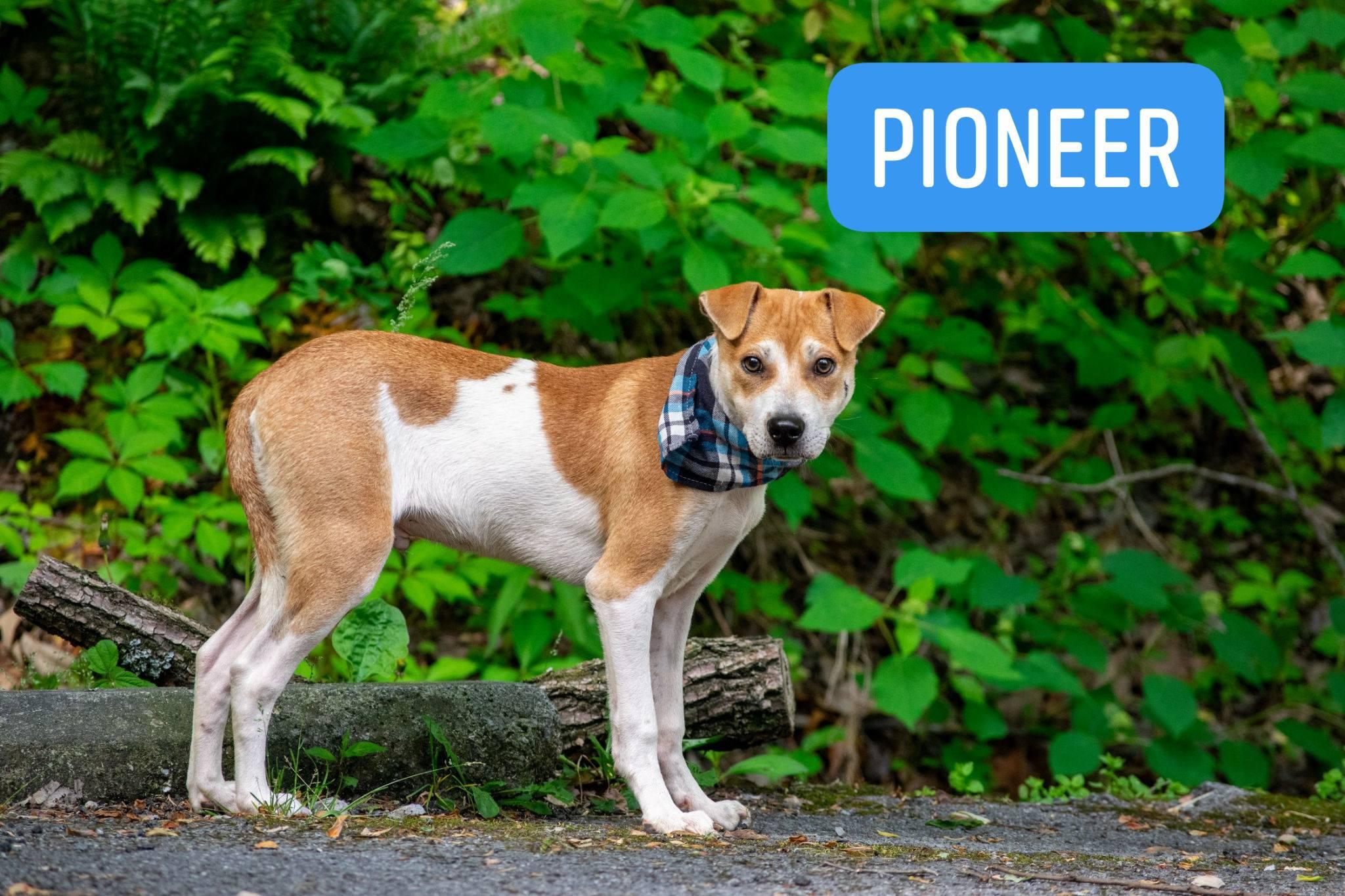 Pioneer, ADOPTABLE, Young Male Terrier.