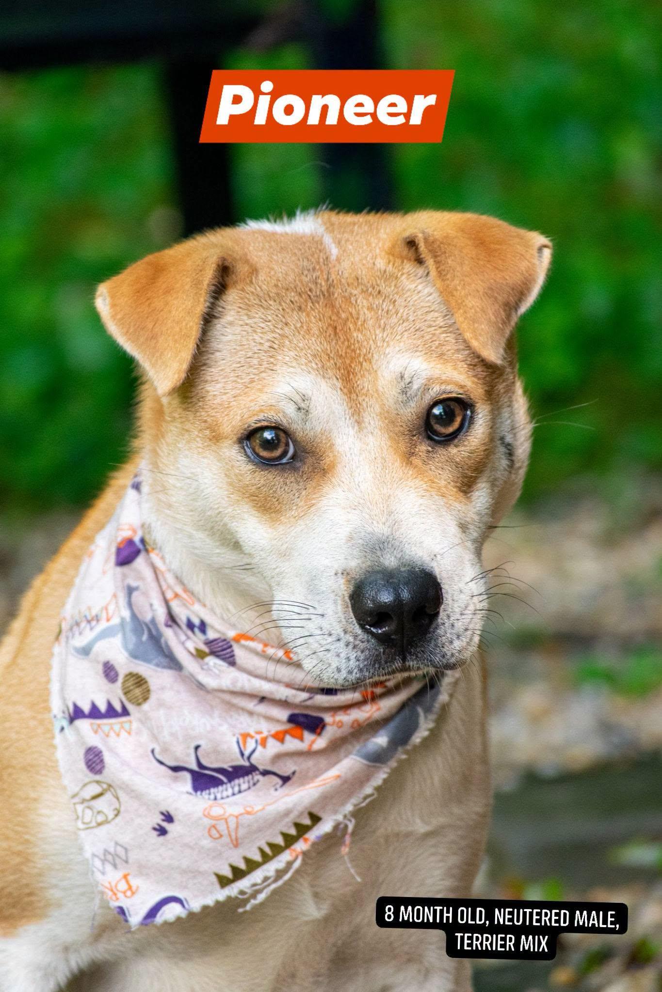 Pioneer, a ADOPTABLE Terrier in Sevierville, TN image 1/4