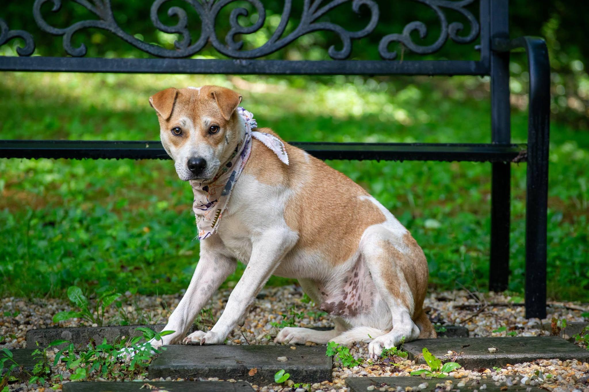 Pioneer, a ADOPTABLE Terrier in Sevierville, TN image 2/4