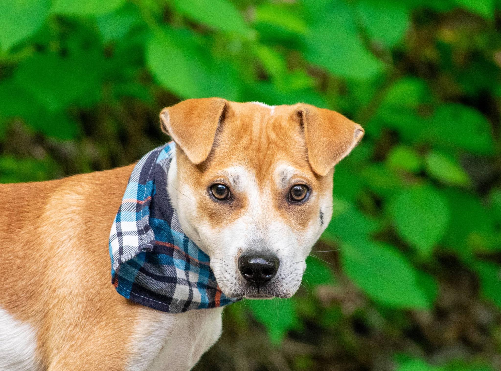 Pioneer, a ADOPTABLE Terrier in Sevierville, TN image 2/3