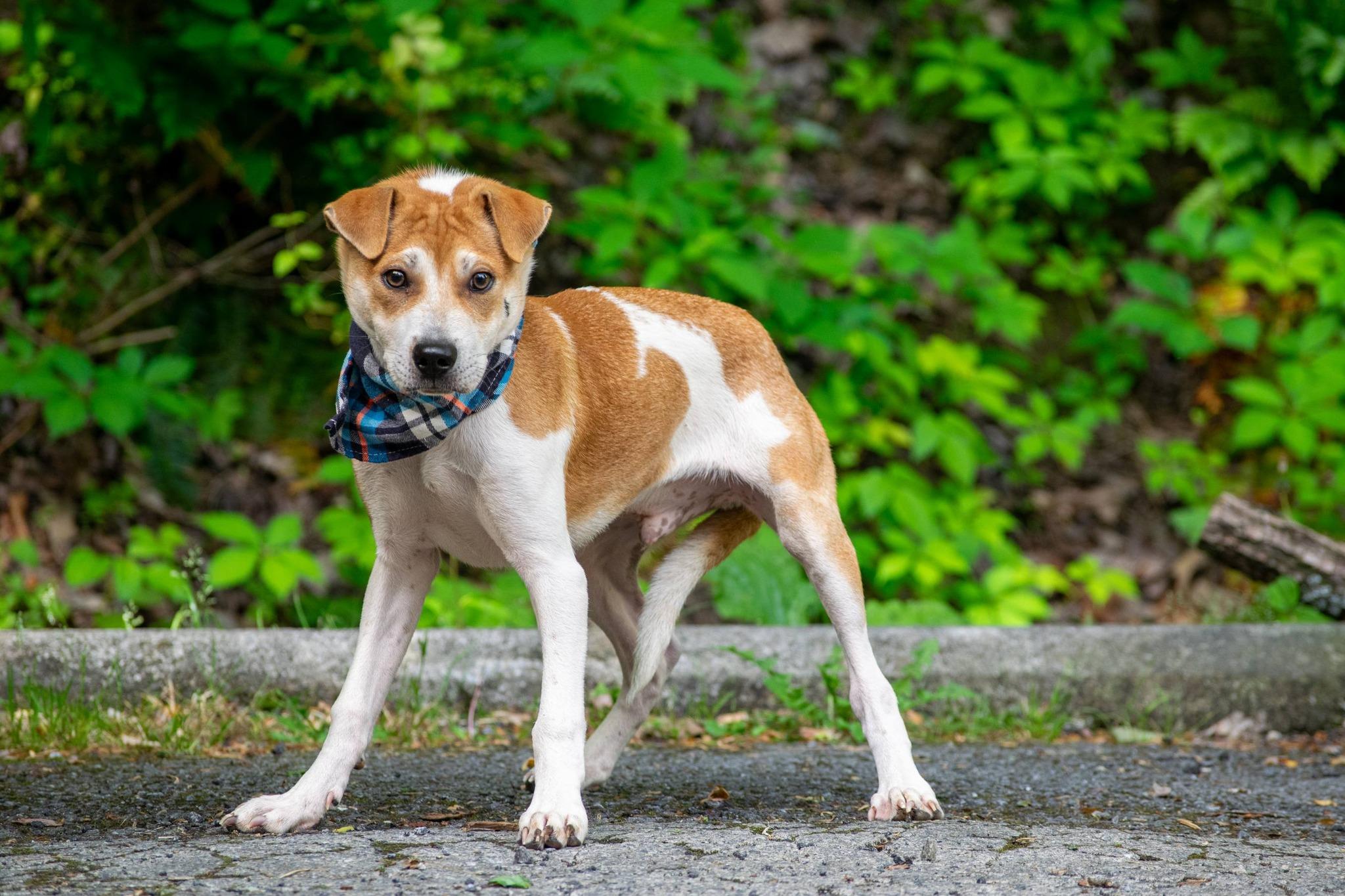 Pioneer, a ADOPTABLE Terrier in Sevierville, TN image 3/3