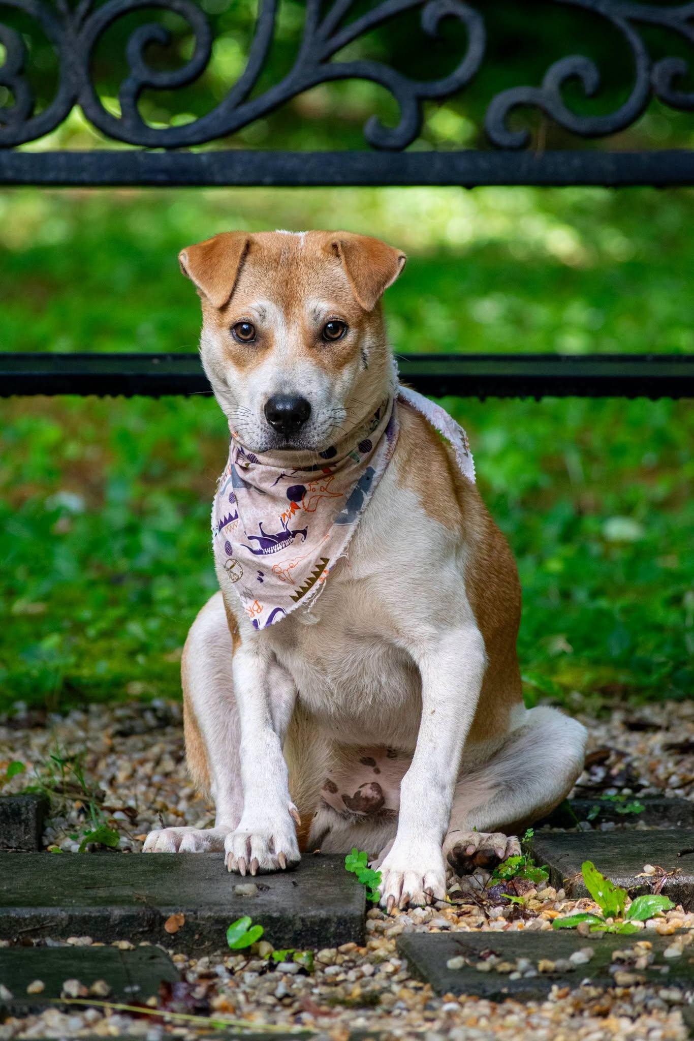 Pioneer, a ADOPTABLE Terrier in Sevierville, TN image 4/4
