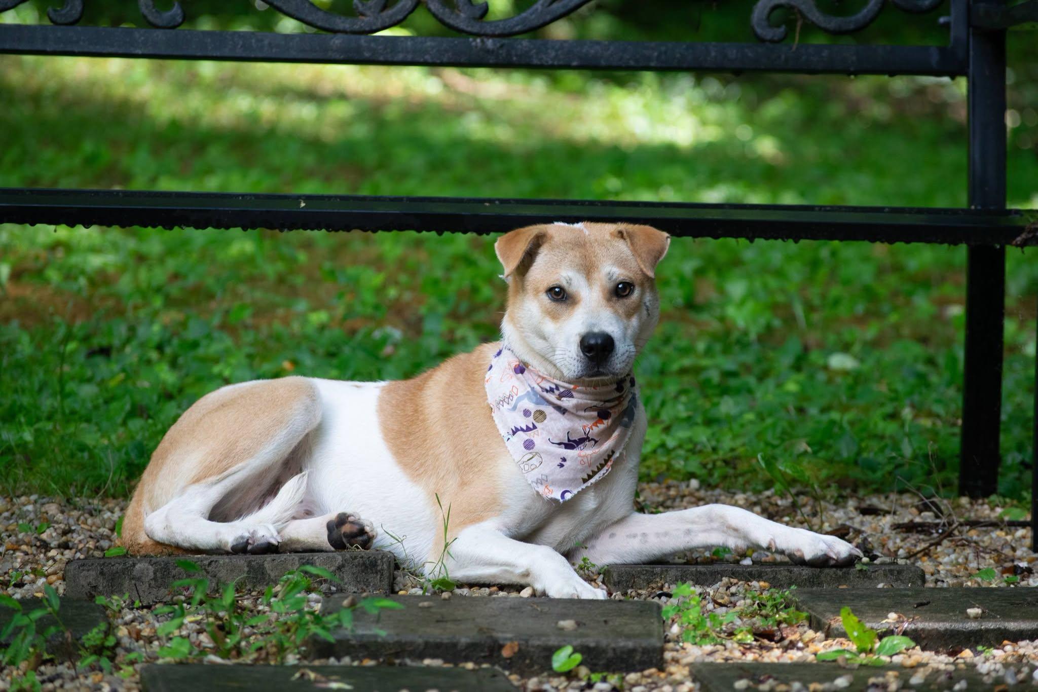 Pioneer, a ADOPTABLE Terrier in Sevierville, TN image 3/4
