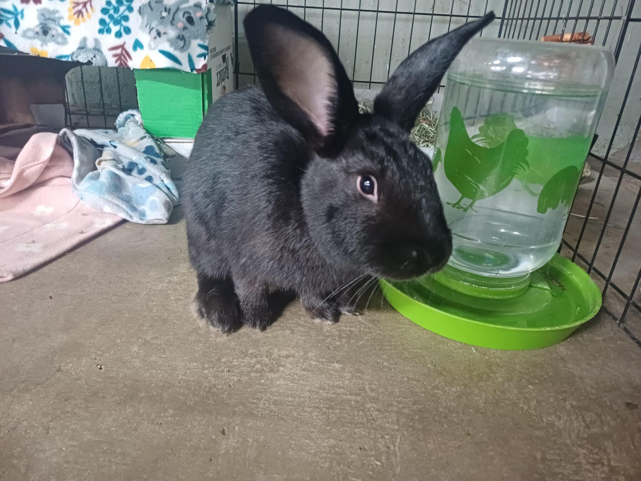 Ebony (PEN 7), ADOPTABLE, Young Male Bunny Rabbit.