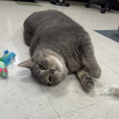 Enlarge Miss Kitty, a Adoptable Domestic Short Hair in Dallas, TX image 1/5