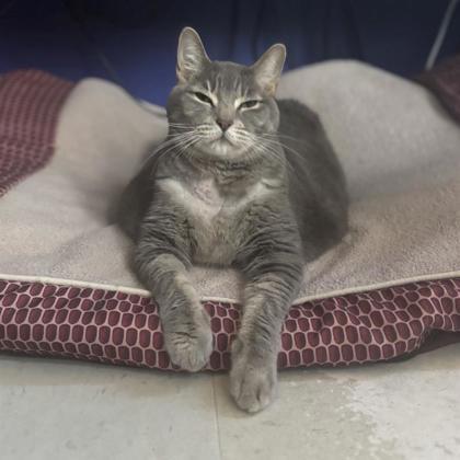 Enlarge Miss Kitty, a Adoptable Domestic Short Hair in Dallas, TX image 2/5