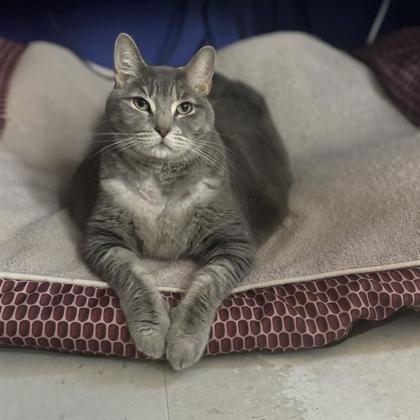 Enlarge Miss Kitty, a Adoptable Domestic Short Hair in Dallas, TX image 3/5