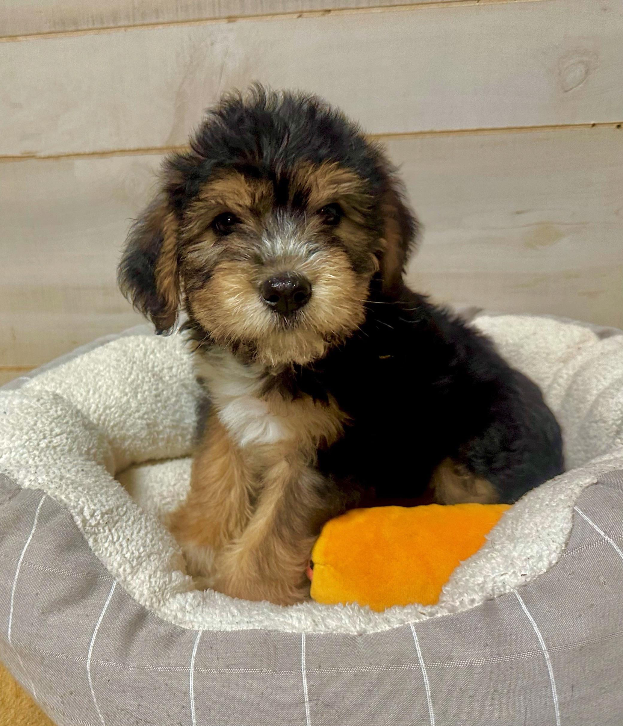 Edgar, adoptable, Puppy Male Goldendoodle & Mixed Breed.