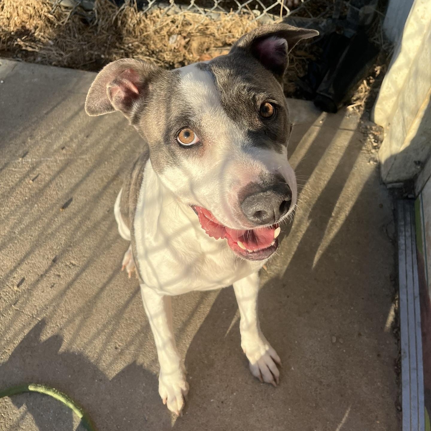 Enlarge Roxanne, a ADOPTABLE mixed breed in Muncie, IN image 2/6
