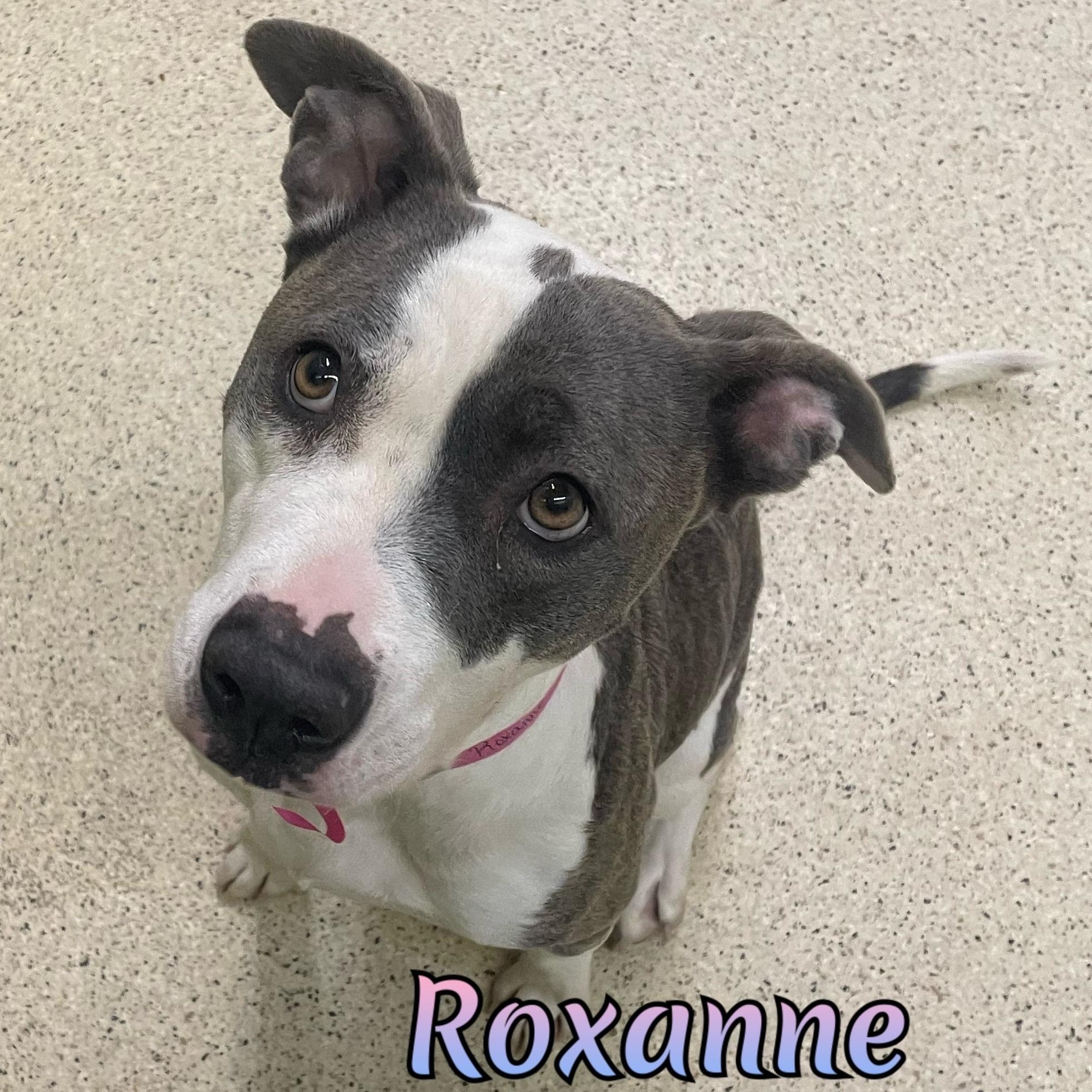 Enlarge Roxanne, a ADOPTABLE mixed breed in Muncie, IN image 1/6