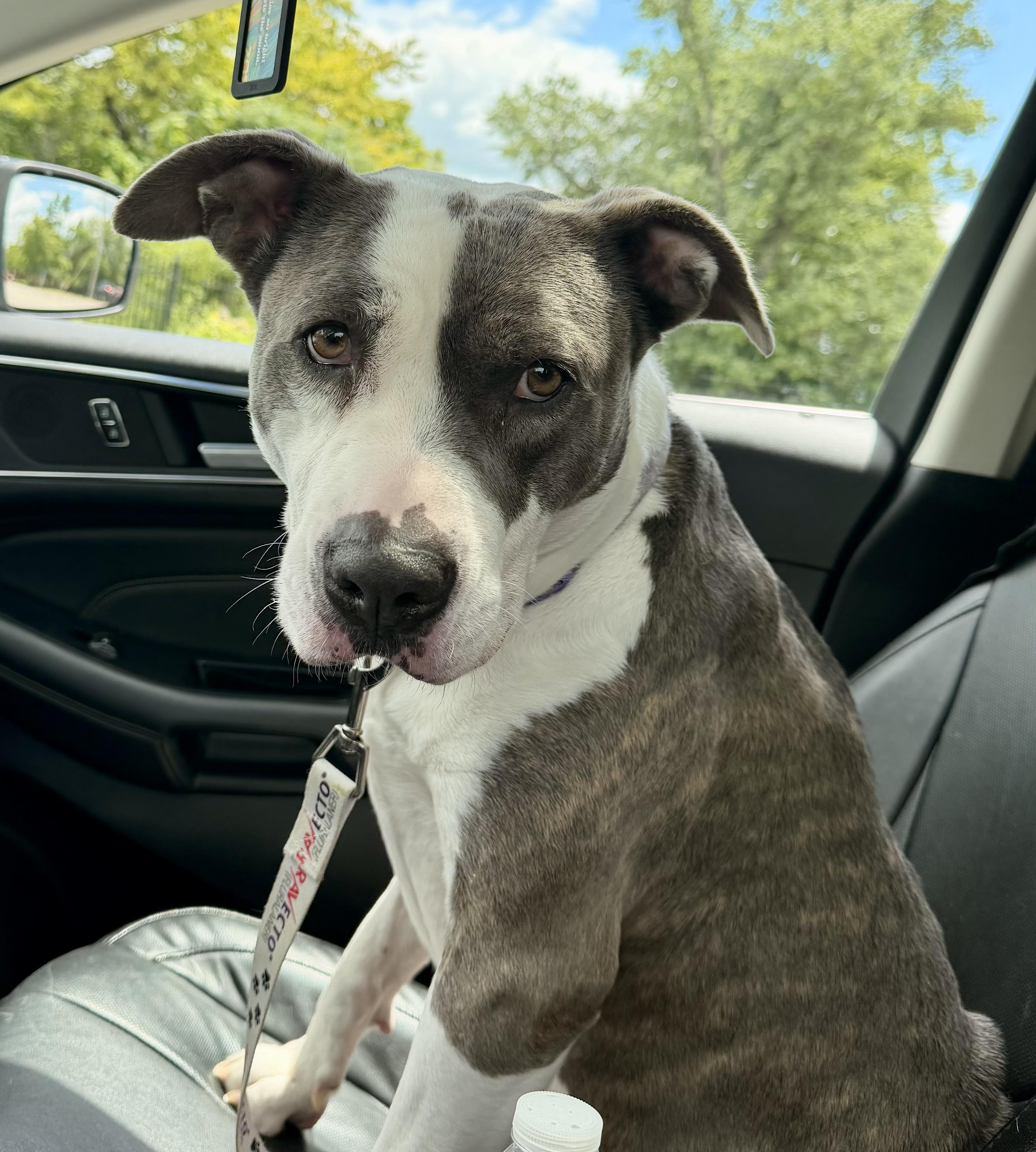 Roxanne, a ADOPTABLE mixed breed in Muncie, IN image 6/6