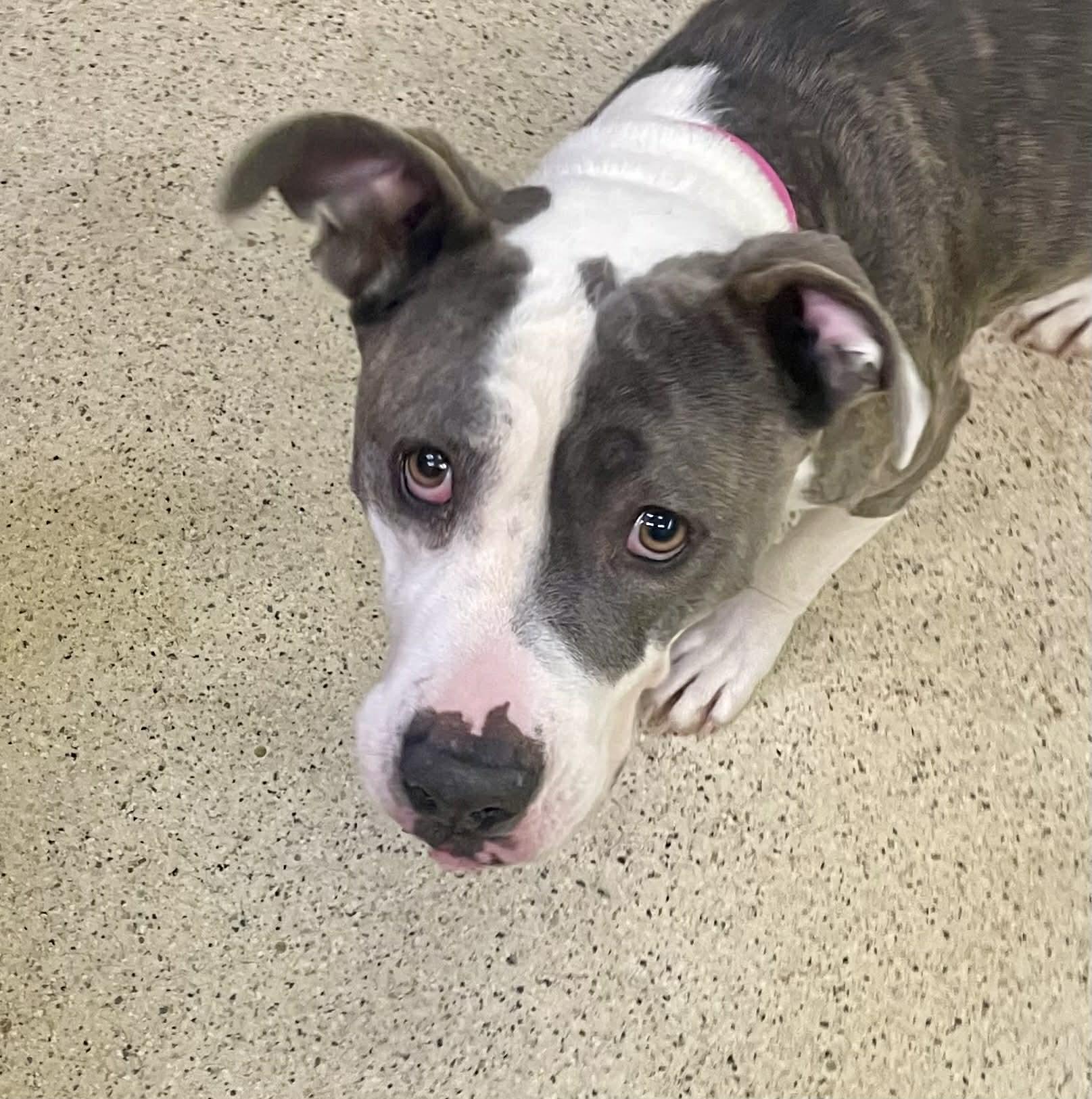 Enlarge Roxanne, a ADOPTABLE mixed breed in Muncie, IN image 6/6