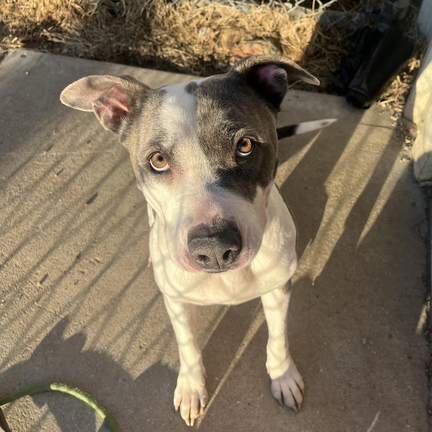 Enlarge Roxanne, a ADOPTABLE mixed breed in Muncie, IN image 4/6