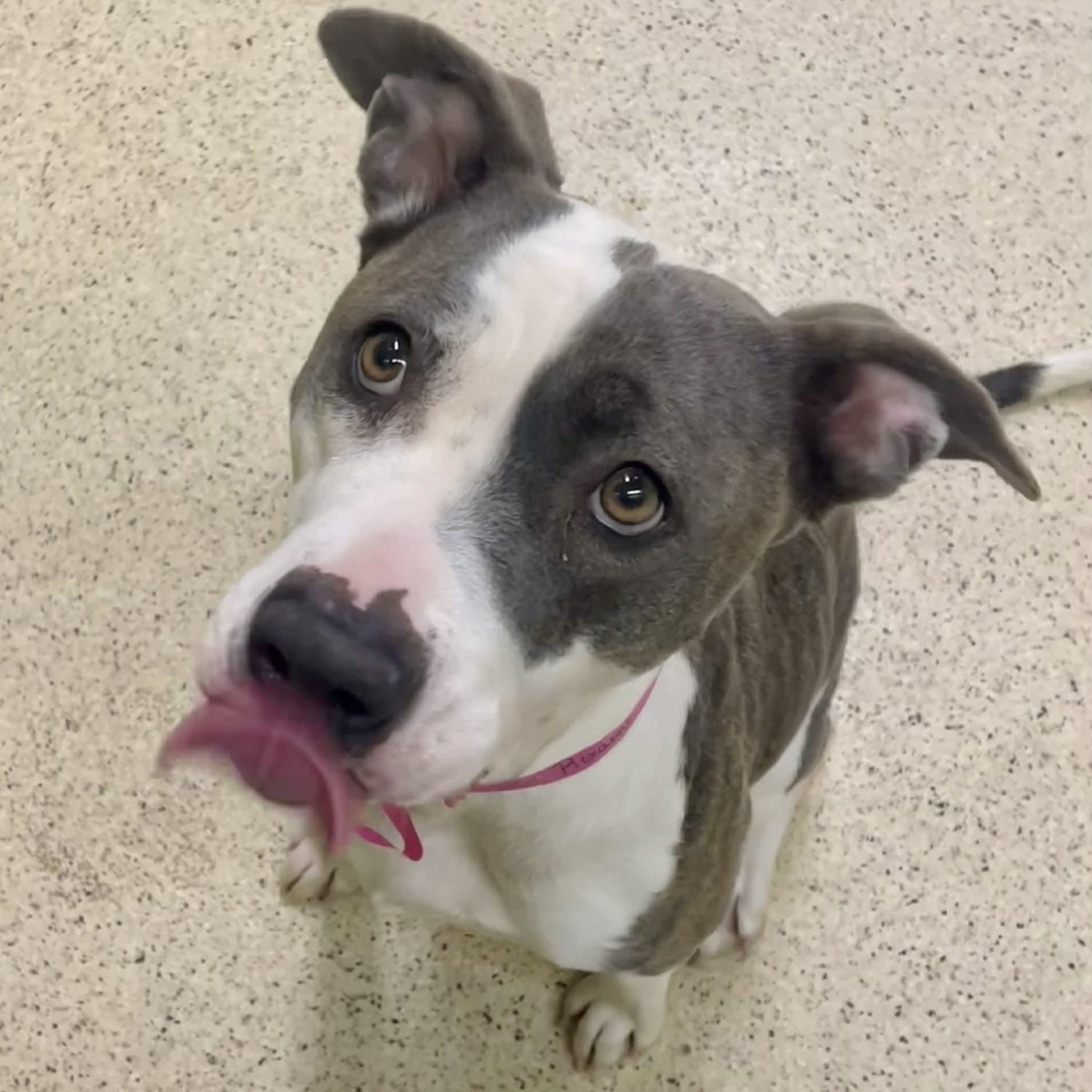 Enlarge Roxanne, a ADOPTABLE mixed breed in Muncie, IN image 5/6