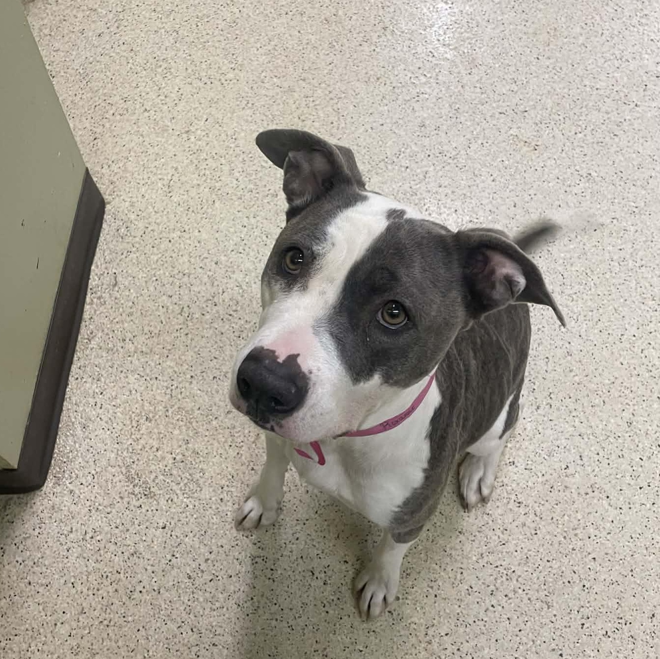 Enlarge Roxanne, a ADOPTABLE mixed breed in Muncie, IN image 3/6