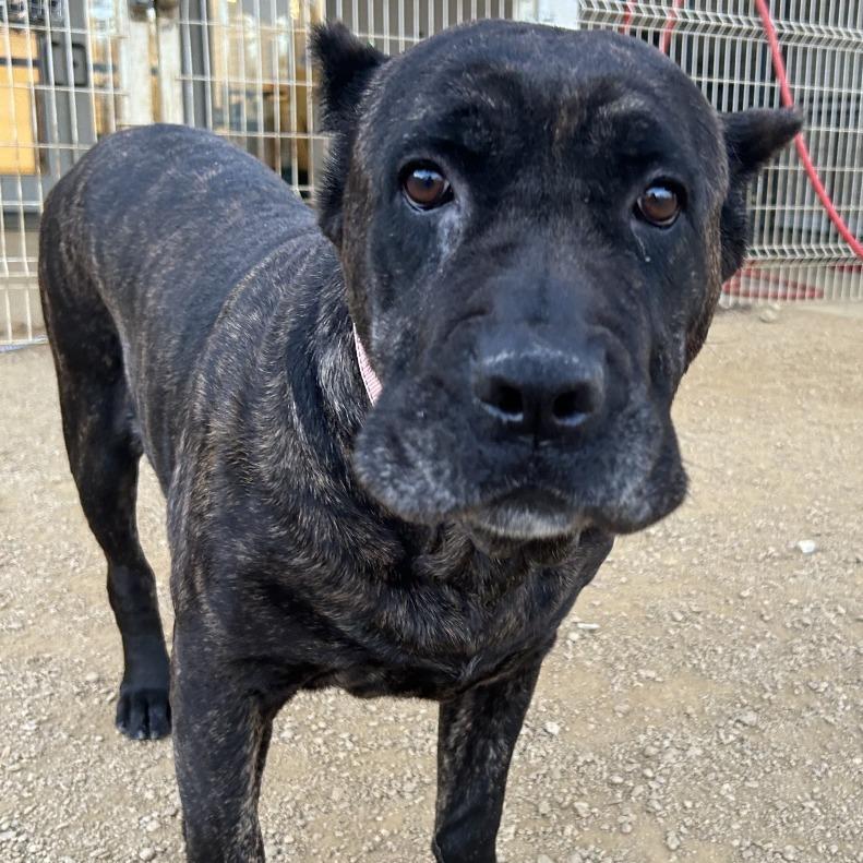 Amanda, Adoptable, Adult Female Cane Corso.