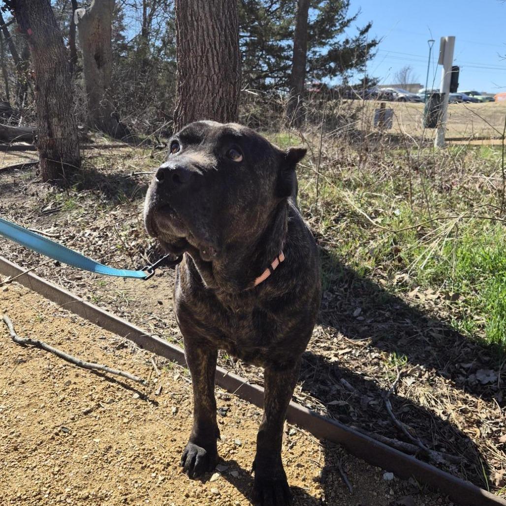 Amanda, a Adoptable Cane Corso in Bentonville, AR image 2/5