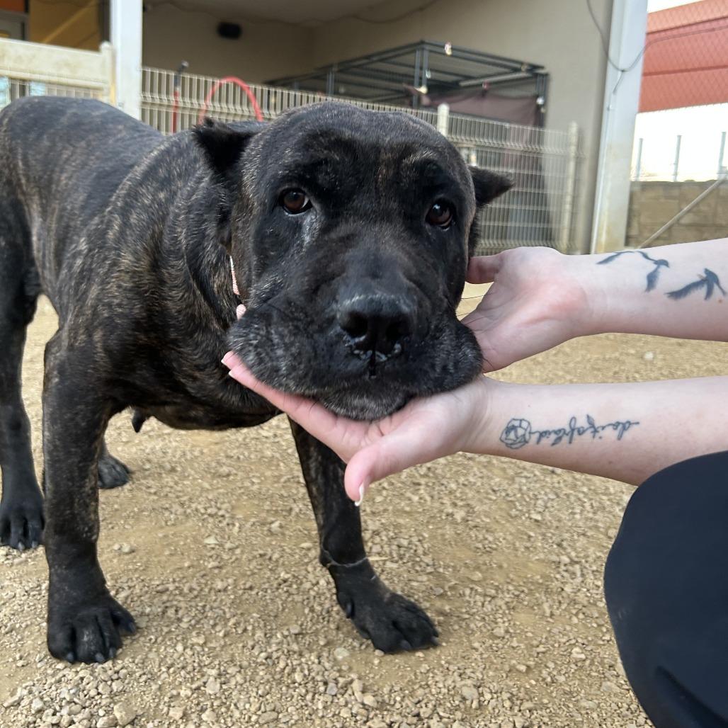 Amanda, a Adoptable Cane Corso in Bentonville, AR image 3/5