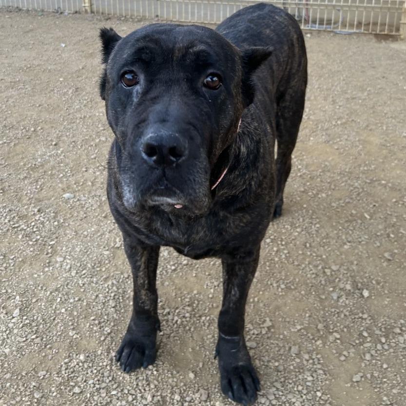 Amanda, a Adoptable Cane Corso in Bentonville, AR image 4/5
