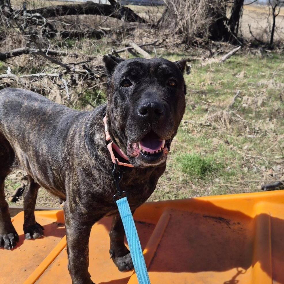 Amanda, a Adoptable Cane Corso in Bentonville, AR image 5/5
