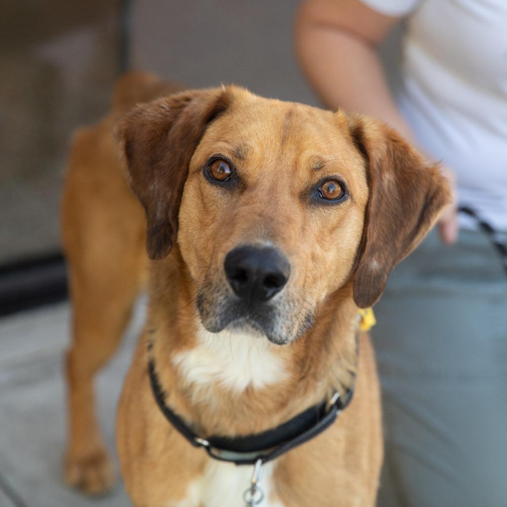 Enlarge Elote, a ADOPTABLE mixed breed in Torrey, UT image 1/2