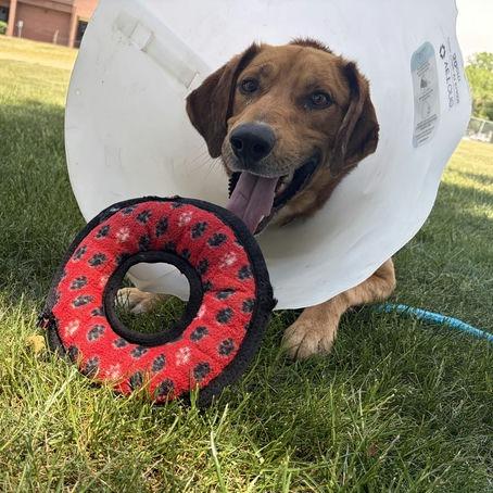 Enlarge Elote, a ADOPTABLE mixed breed in Torrey, UT image 2/2