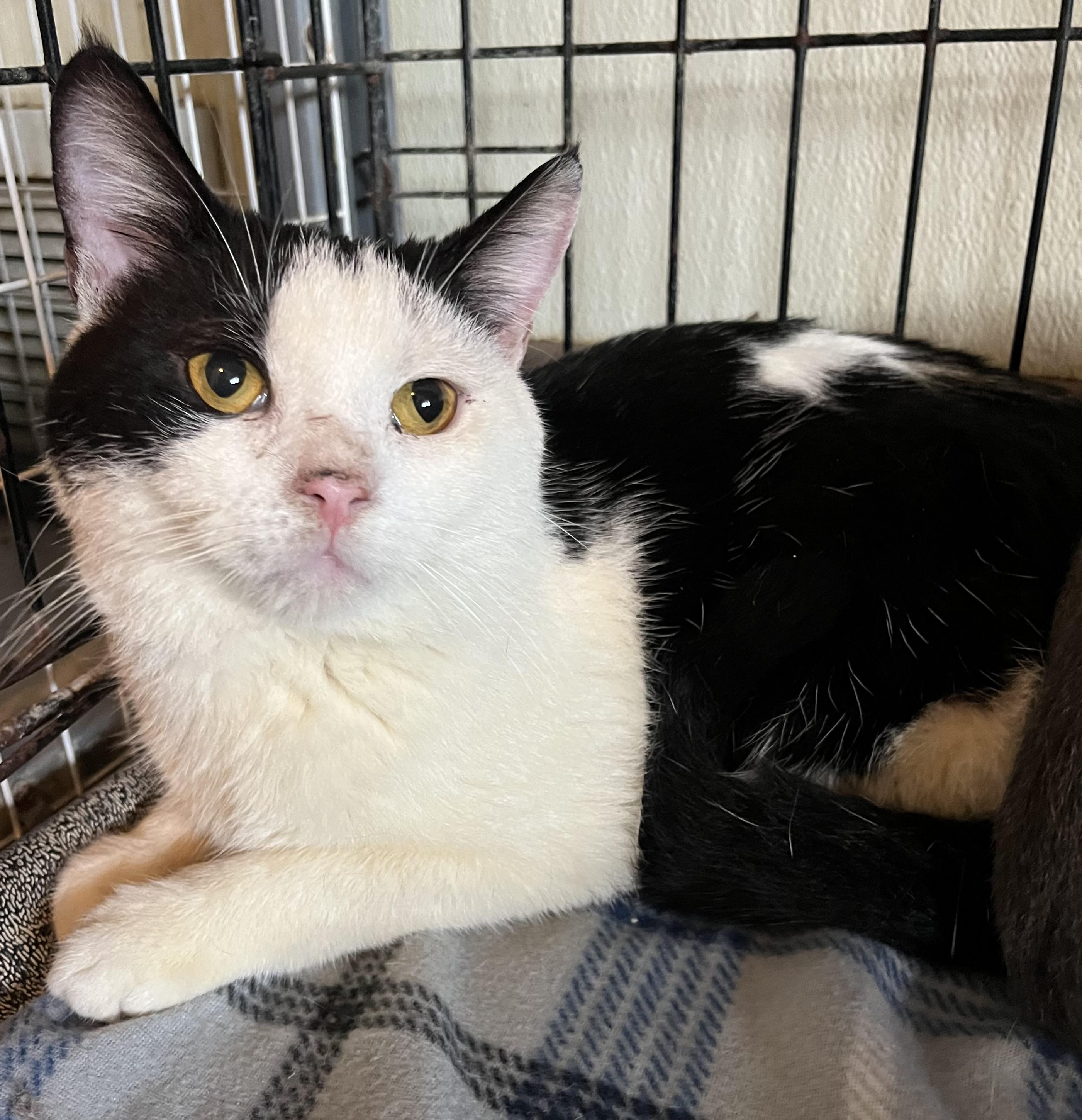 Elliot, Adoptable, Young Male Domestic Short Hair.