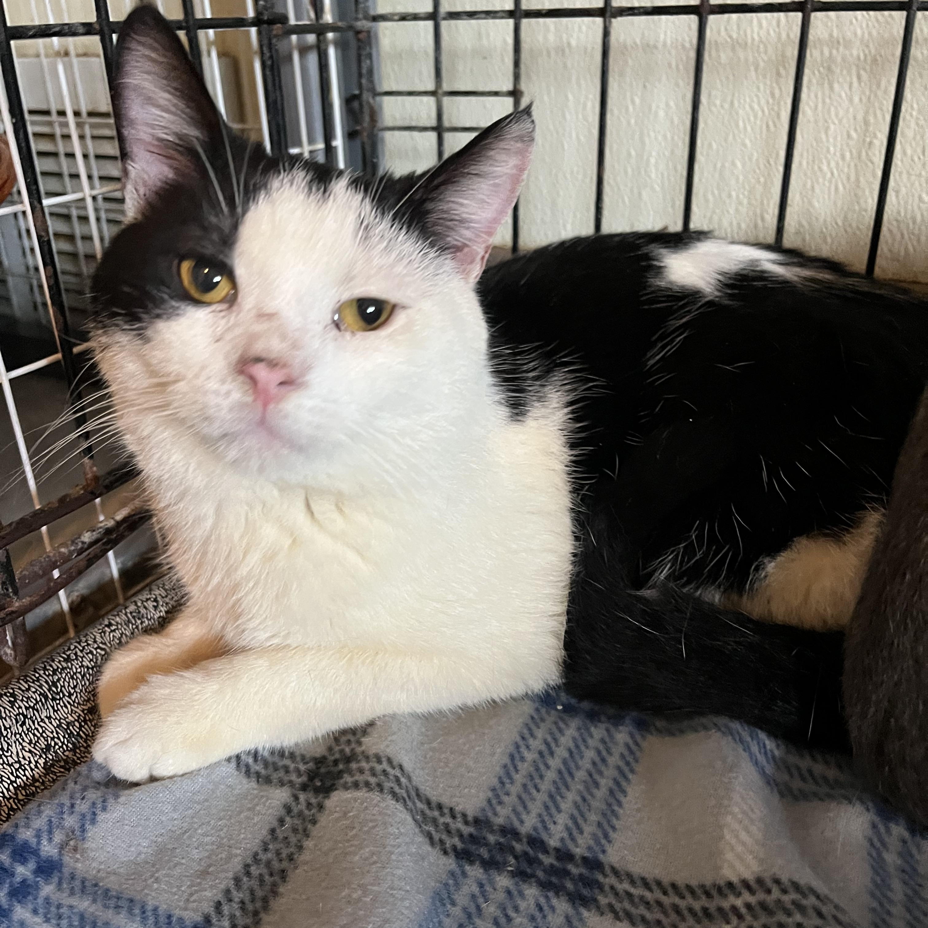 Enlarge Elliot, a Adoptable Domestic Short Hair in Moline, IL image 2/4
