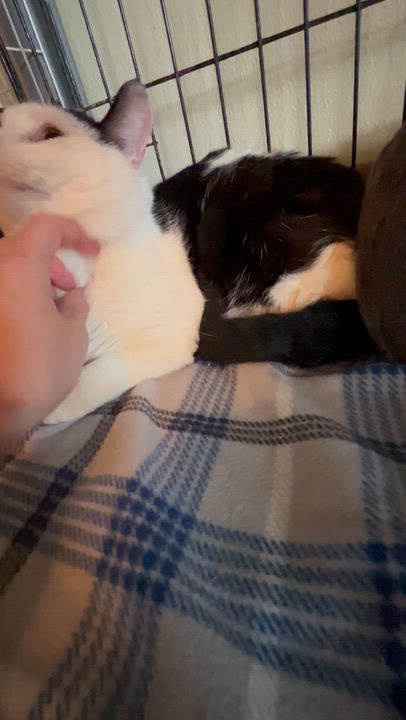 Enlarge Elliot, a Adoptable Domestic Short Hair in Moline, IL video 3/4