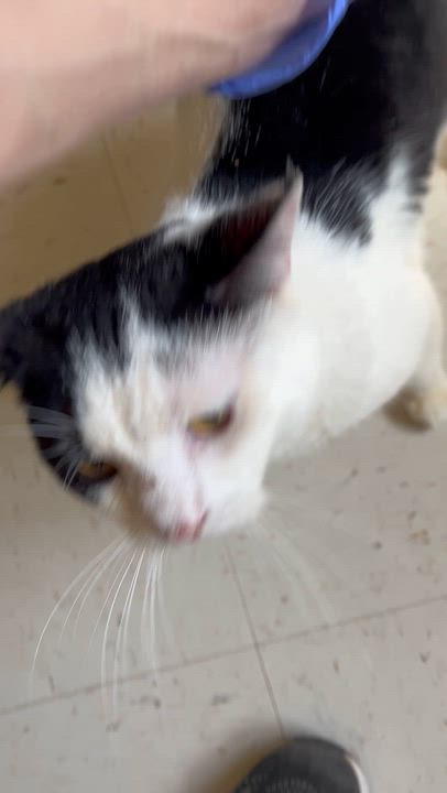 Enlarge Elliot, a Adoptable Domestic Short Hair in Moline, IL video 4/4