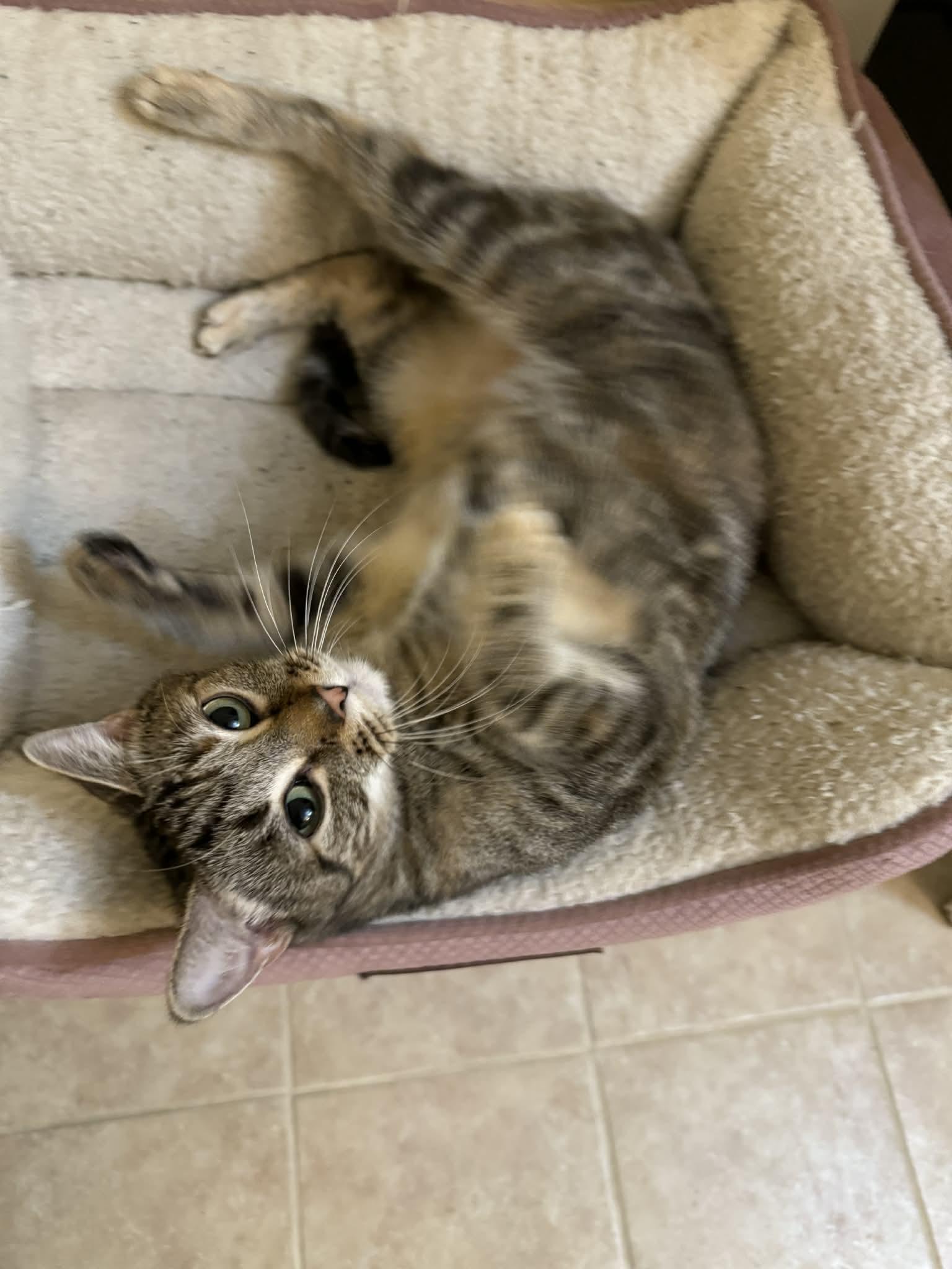 Enlarge Dot, a Adoptable mixed breed in Chelsea, VT image 1/2
